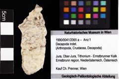 Foto (Objket + Etiketten) von Decapoda indet. 